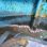 画像2: 《近海産海水魚》【龍魚】トラウツボ(画像の個体です)白が多いタイプ…ハンドコート採取 (2)
