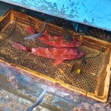 《近海産海水魚》オキナヒメジ(Ｌサイズ)‥1匹
