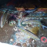 《近海産海水魚》クロヒラアジ(1匹)…近海ハンドコート採取