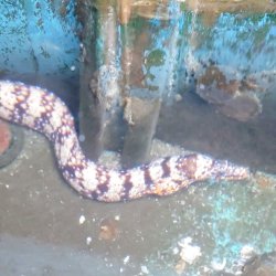 画像4: 《近海産海水魚》【龍魚】トラウツボ(画像の個体です)白が多いタイプ…ハンドコート採取
