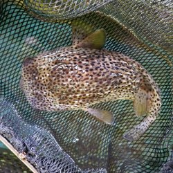 画像4: 《近海産海水魚》ネズミフグ(Lサイズ)…ハンドコート採取