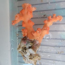 画像1: 《近海産海洋生物類》ボシュマキサンゴ（画像の個体です）