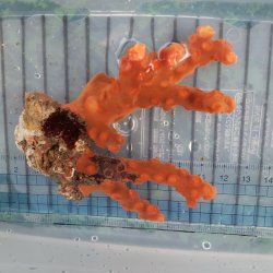画像1: 《近海産海洋生物》オノミチキサンゴ