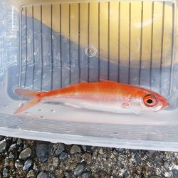 画像7: 《近海産海水魚》ロウソクチビキ（1匹）…ハンドコート採取