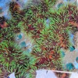 《近海産海洋生物》ナンヨウキサンゴ…ポリプ開花でおすすめです！！
