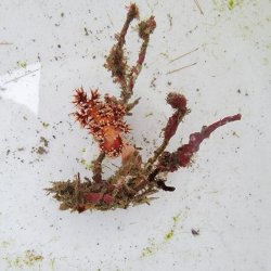 画像3: 《近海産海洋生物》朽ち木(トゲトサカ、コケムシ活着)…ハンドコート採取