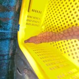 《近海産海水魚》【ドット模様】ユリウツボ（Sサイズ)…ハンドコート採取