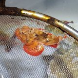 《近海産海水魚》ヒメサツマカサゴ（画像の個体です）…ハンドコート採取