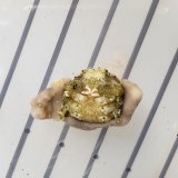 《近海産甲殻類》カイカムリの一種（画像の個体です）…ハンドコート採取