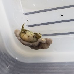画像2: 《近海産甲殻類》カイカムリの一種（画像の個体です）…ハンドコート採取