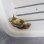 画像2: 《近海産甲殻類》カイカムリの一種（画像の個体です）…ハンドコート採取 (2)