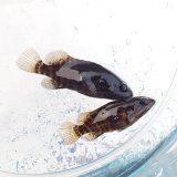 《近海産海水魚》チャイロマルハタ幼魚【レアサイズ】…当店ハンドコート採取