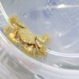 《近海産甲殻類》オキナガニ …ハンドコート採取