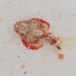 画像4: 《近海産海水魚》ヒメサツマカサゴ（画像の個体です）…ハンドコート採取