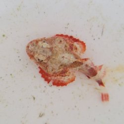 画像1: 《近海産海水魚》ヒメサツマカサゴ（画像の個体です）…ハンドコート採取