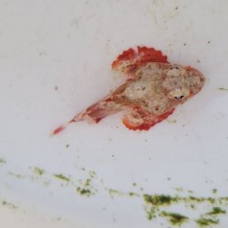 画像3: 《近海産海水魚》ヒメサツマカサゴ（画像の個体です）…ハンドコート採取