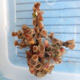 《近海産海洋生物》【36】フタリビワガライシ(画像の個体です)…ハンドコート採取