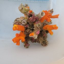画像3: 《近海産海洋生物》エントウキサンゴ（画像の個体です)
