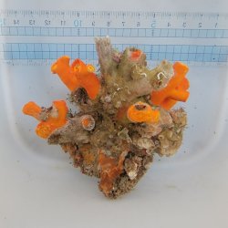 画像4: 《近海産海洋生物》エントウキサンゴ（画像の個体です)