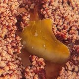 《近海産甲殻類》トゲトサカノウグイス(画像の個体です)…ハンドコート採取