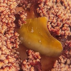 画像1: 《近海産甲殻類》トゲトサカノウグイス(画像の個体です)…ハンドコート採取