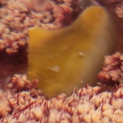 画像2: 《近海産甲殻類》トゲトサカノウグイス(画像の個体です)…ハンドコート採取