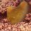 画像2: 《近海産甲殻類》トゲトサカノウグイス(画像の個体です)…ハンドコート採取 (2)