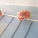 《近海産甲殻類》マルタマオウギガニ(ベビーサイズのフリー個体)…ハンドコート採取