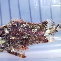 画像3: 《近海産海水魚》フサカサゴ科の一種（画像の個体です）・・ハンドコート採取