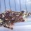 画像3: 《近海産海水魚》フサカサゴ科の一種（画像の個体です）・・ハンドコート採取 (3)