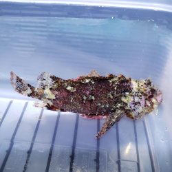 画像1: 《近海産海水魚》フサカサゴ科の一種（画像の個体です）・・ハンドコート採取
