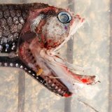 《外洋性深海魚》【No.3】ワニトカゲギス（画像の個体です）…冷凍個体
