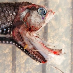 画像1: 《外洋性深海魚》【No.3】ワニトカゲギス（画像の個体です）…冷凍個体