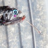 《外洋性深海魚》【No.1】ワニトカゲギス（画像の個体です）…冷凍個体