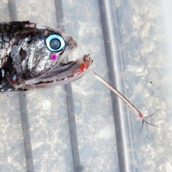 画像1: 《外洋性深海魚》【No.1】ワニトカゲギス（画像の個体です）…冷凍個体