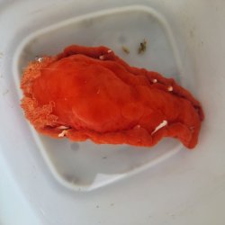 画像1: 《近海産甲殻類》☆★ミカドウミウシ…ハンドコート採取