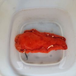 画像3: 《近海産甲殻類》☆★ミカドウミウシ…ハンドコート採取