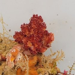 画像4: 《近海産海洋生物》LWL（海藻類、その他活着）