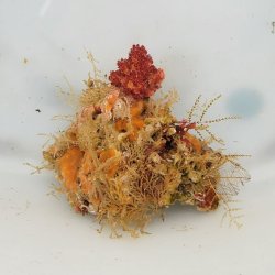 画像3: 《近海産海洋生物》LWL（海藻類、その他活着）