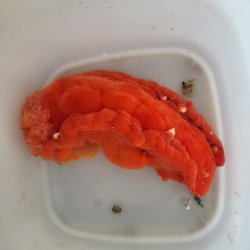 画像4: 《近海産甲殻類》☆★ミカドウミウシ…ハンドコート採取