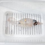 《深海性甲殻類》【冷凍個体】ホウズキイカ科の1種(外套長約12センチ)…画像の個体です