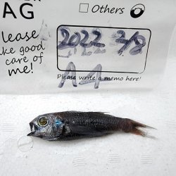 画像5: 《近海産深海魚》ナミトゲスミクイウオ(画像のA(4)個体です)…（冷凍個体）