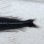 画像4: 《近海産深海魚》【珍】ヤリホシエソ属の1種(画像の個体です)…冷凍個体
