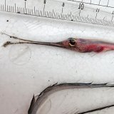 《外洋性深海魚》シギウナギの冷凍個体(画像の(2)個体です)‥近海採取