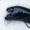 画像2: 《近海産深海魚》【珍】ヤリホシエソ属の1種(画像の個体です)…冷凍個体