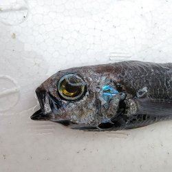 画像4: 《近海産深海魚》ナミトゲスミクイウオ(画像のA(4)個体です)…（冷凍個体）