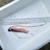 《近海産深海魚》ｓｓ【激レア】☆★☆リュウグウノツカイの冷凍個体…画像の欠損個体です