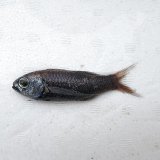 《近海産深海魚》ナミトゲスミクイウオ(画像のA(2)個体です)…（冷凍個体）