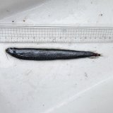 《外洋性深海魚》ワニトカゲギス目の1種（画像のB(3)個体です）…冷凍個体