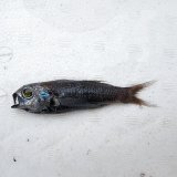 《近海産深海魚》ナミトゲスミクイウオ(画像のA(4)個体です)…（冷凍個体）